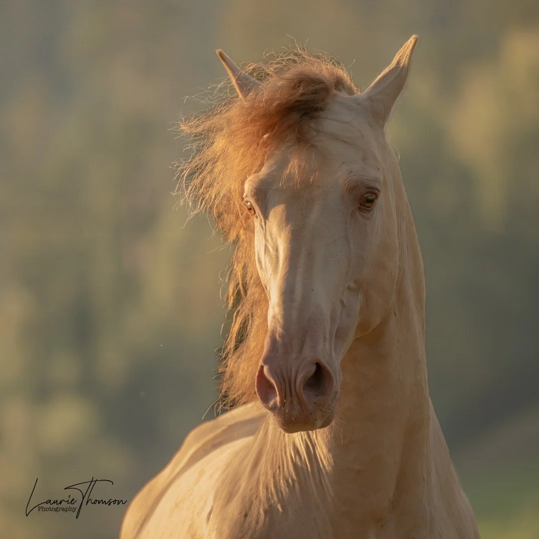 Best of Poland - with Katarzyna Om. #equine #equinephotography #goldenhour #goldenhourphotography #lauriethomsonphotography #horsesofpoland #photoequinetour