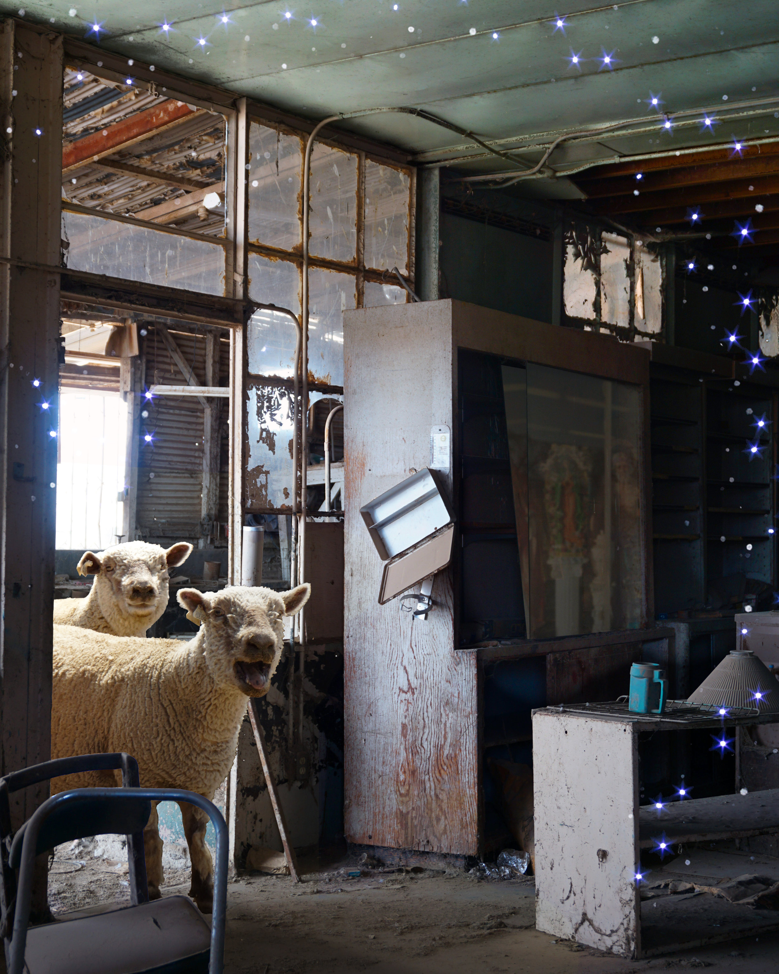 Surprise Sheep