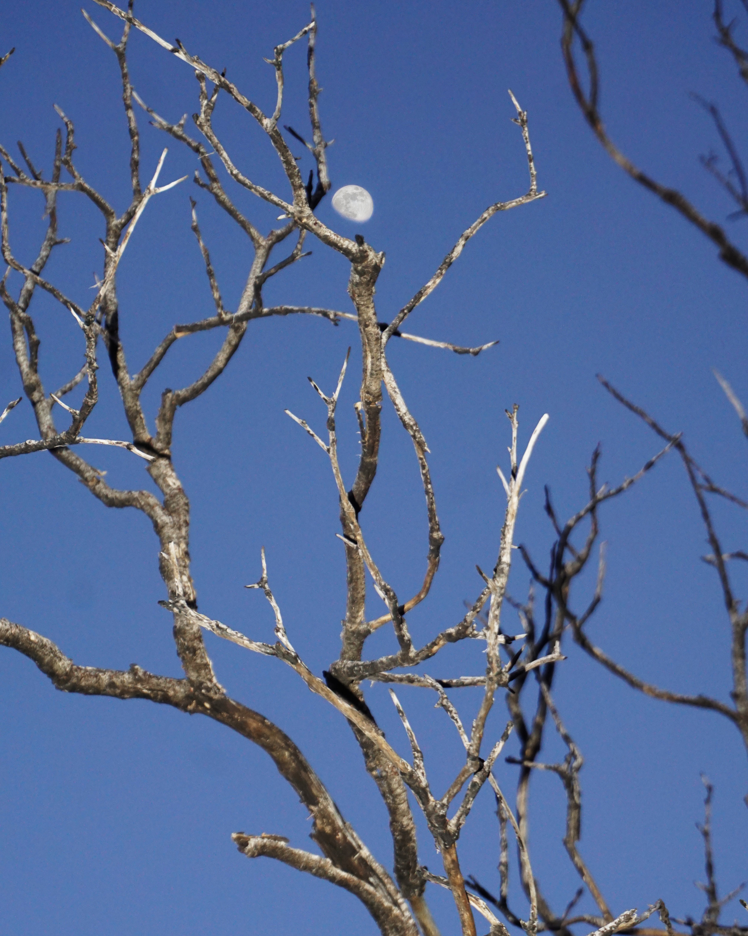 luna y branches.jpg