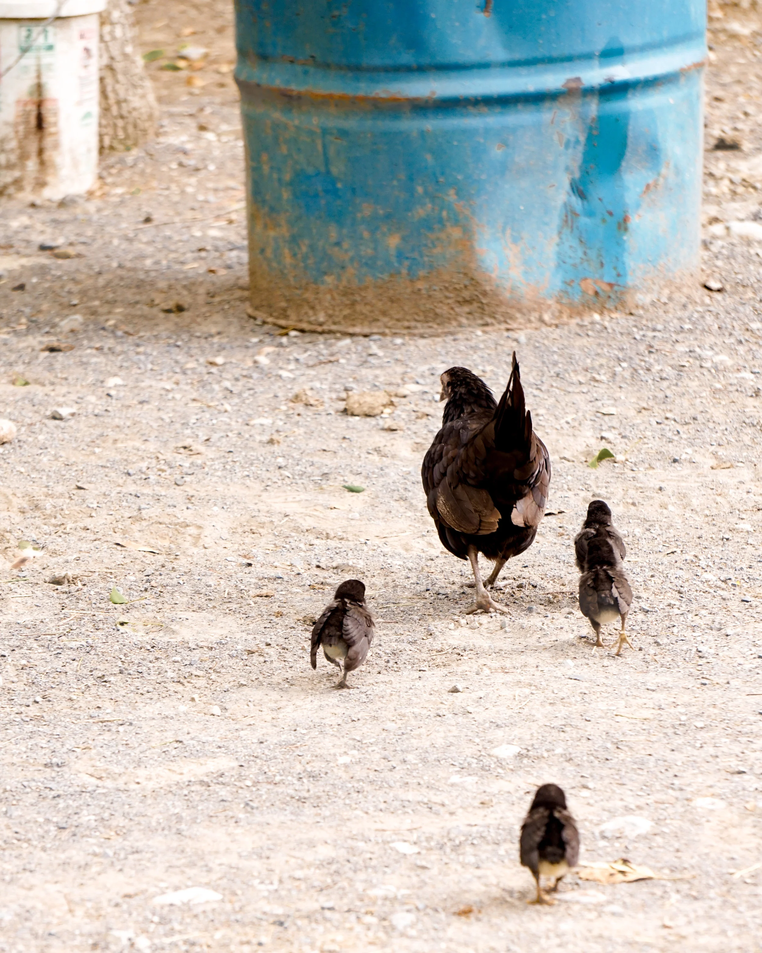 Monterrey Rural Rural Monterrey — Monica Leal Cueva