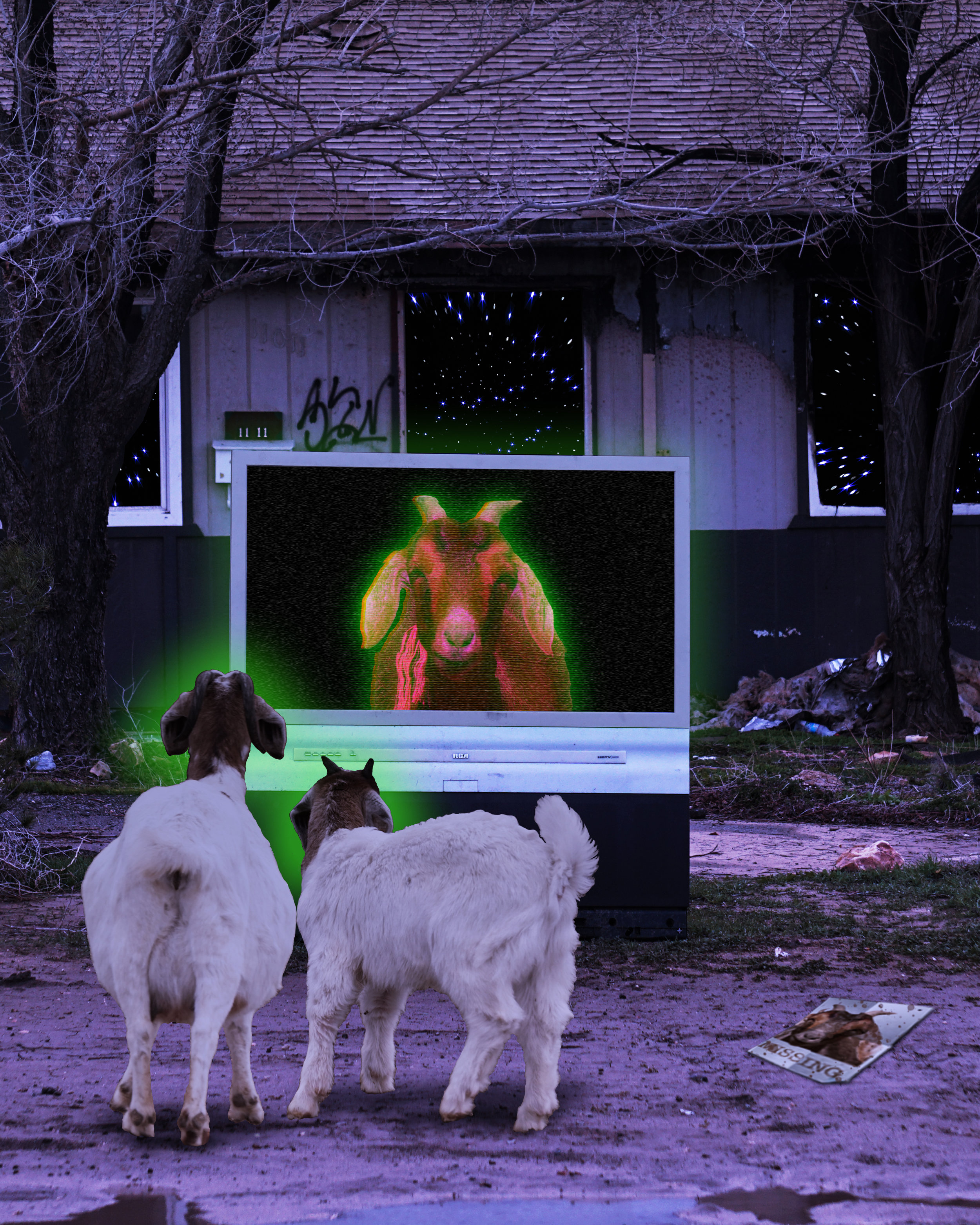 Missing Goat on TV Transmission