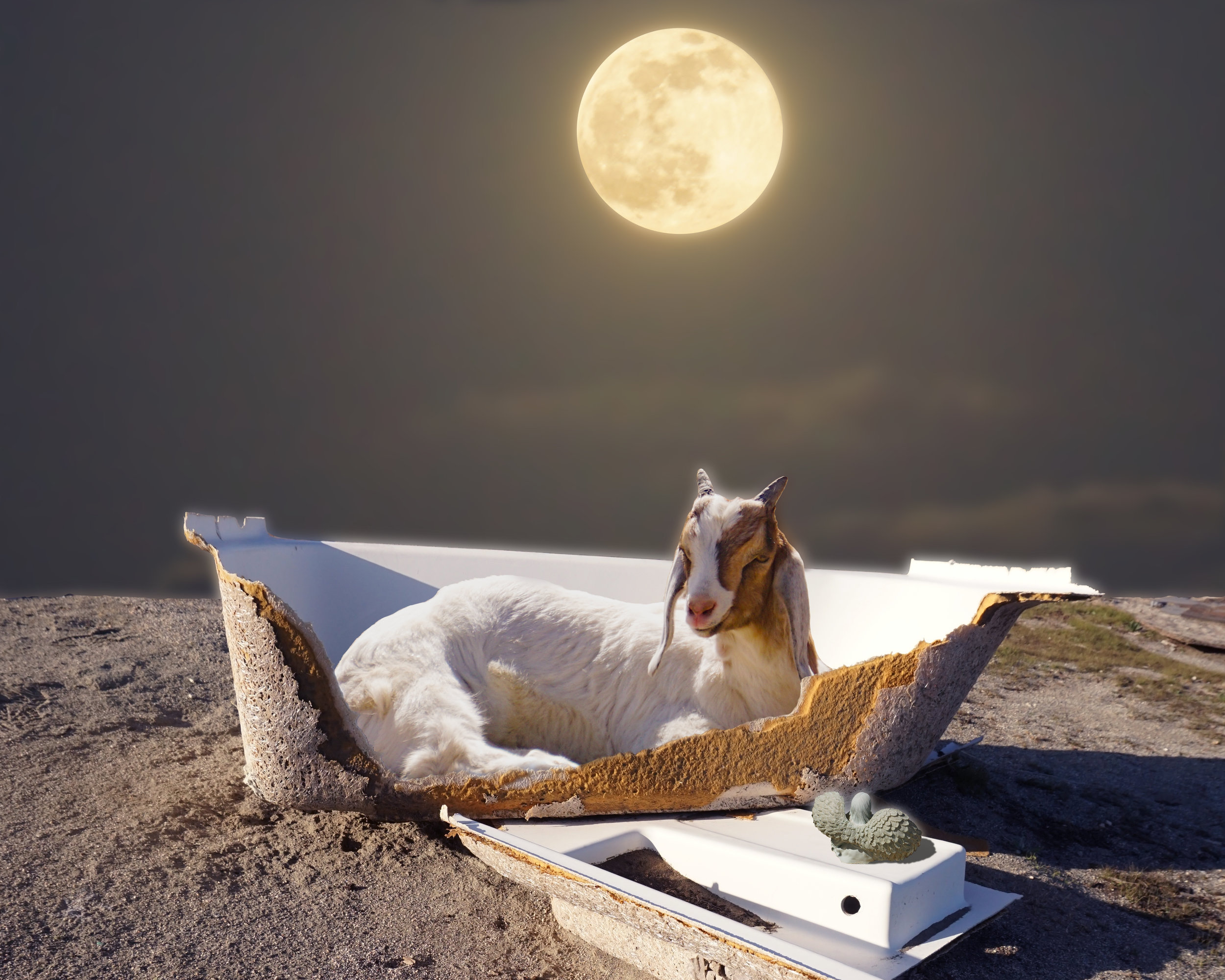 Moon Bath Goat
