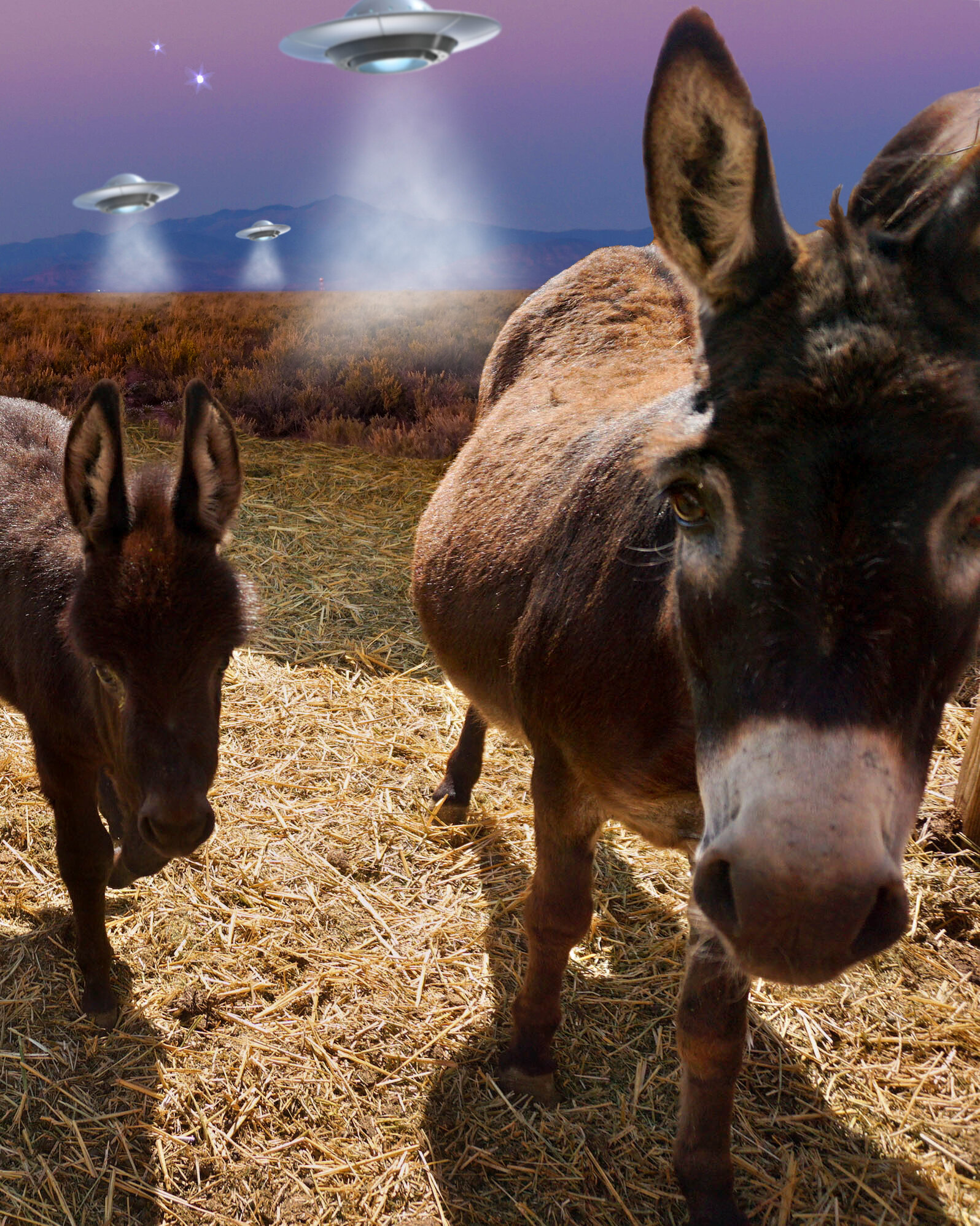 Burro ET Encounter