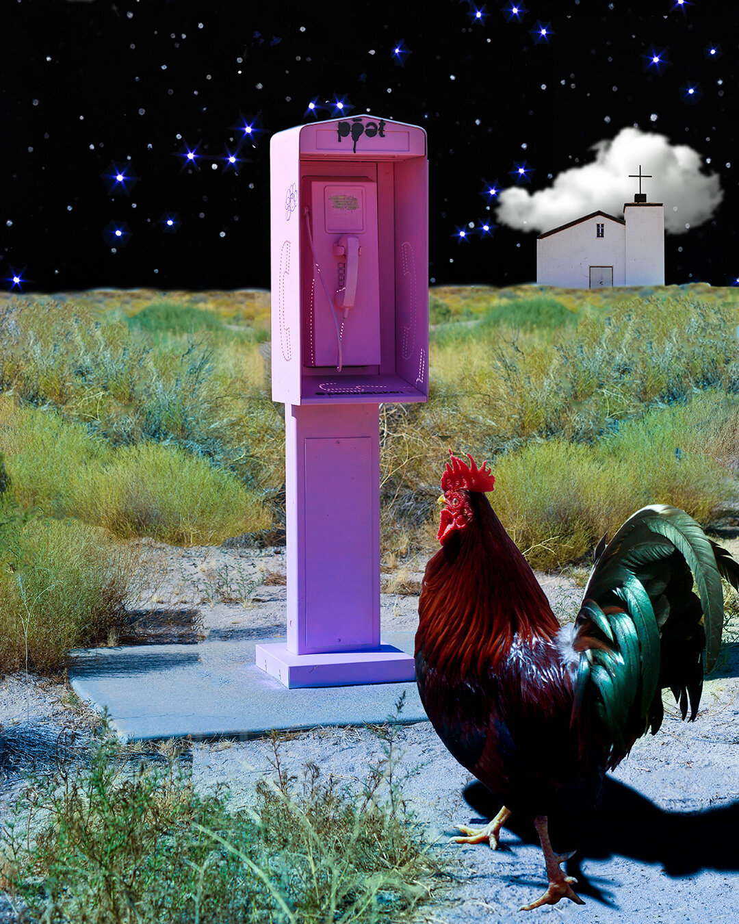 Rooster Calling