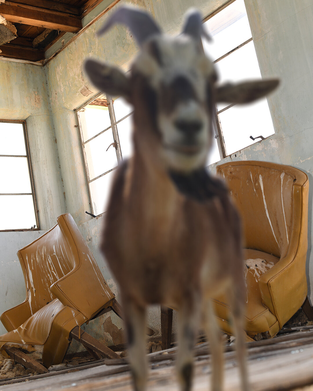 Goat Photobomb