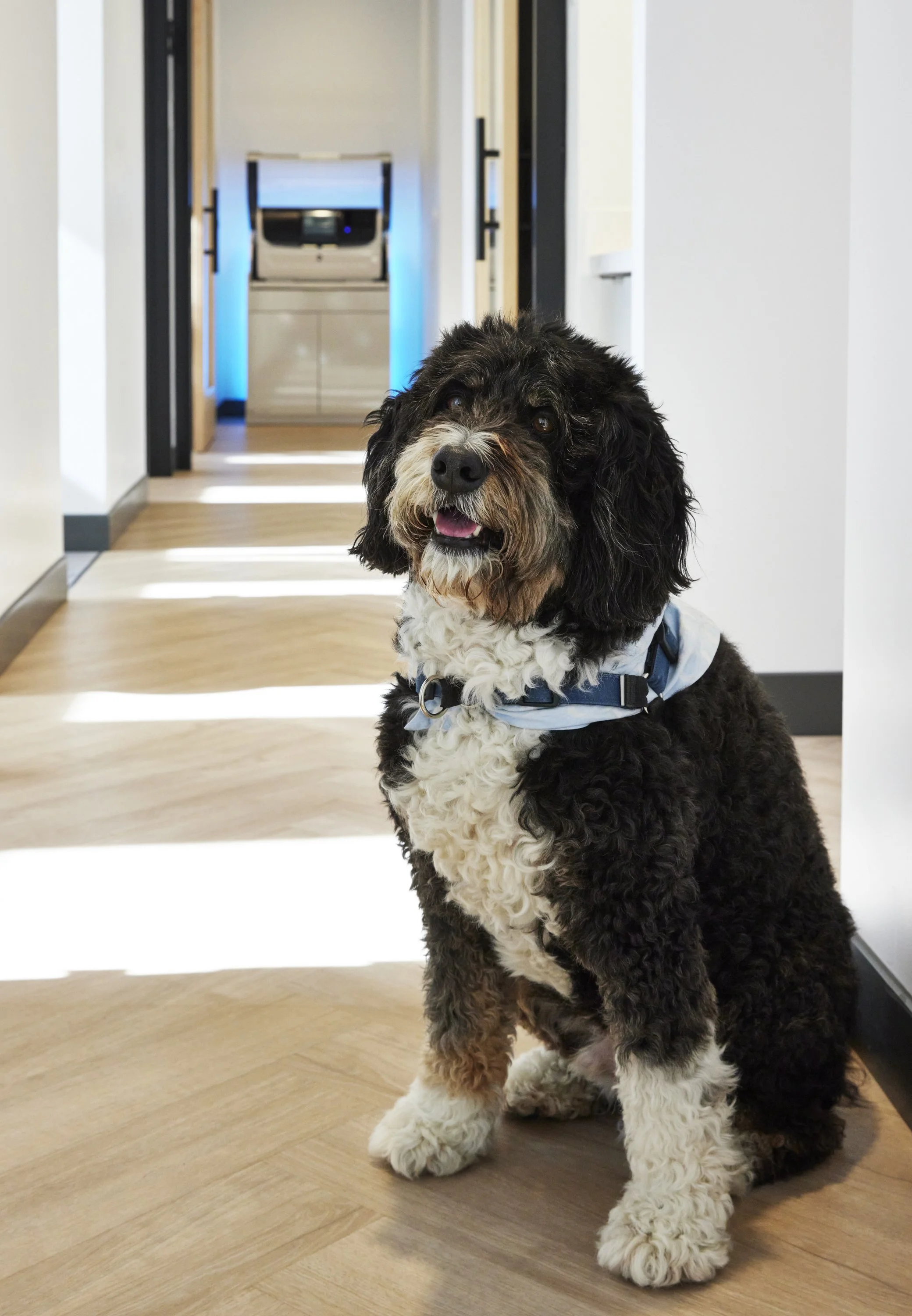 The Benefits of Therapy Dogs in a Dental Office