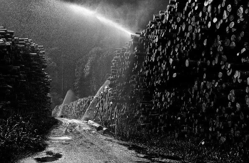 Auf dem Holzweg