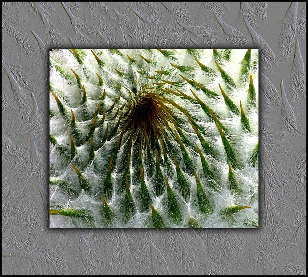 Distel