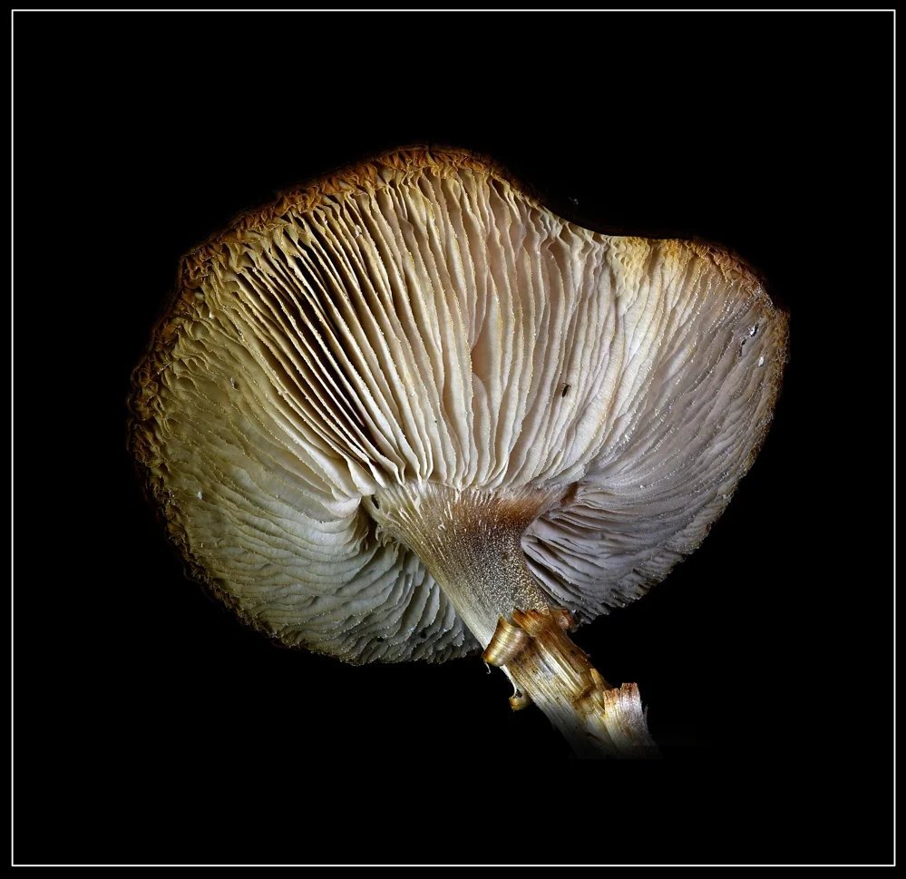 Lamellenpilz