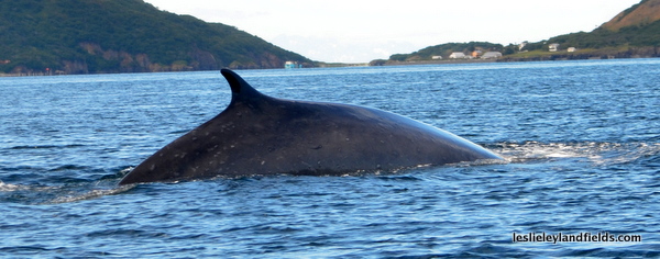  30 Whales Die, New Fin Whale Videos & Practicing Resurrection 