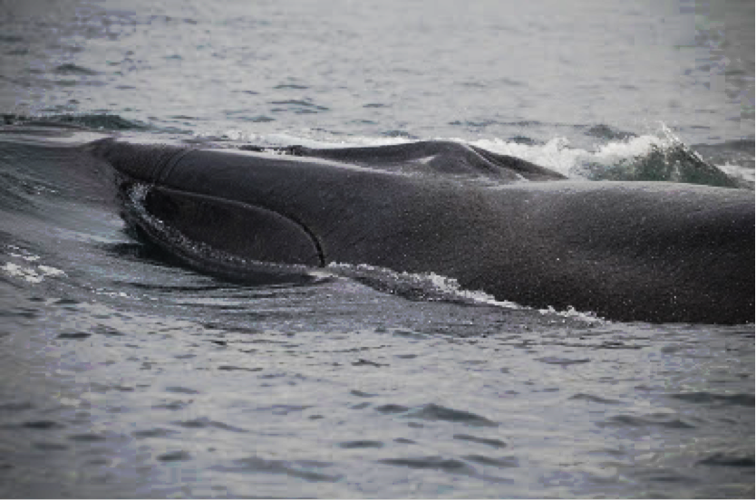 A FIN WHALE-closeup.png