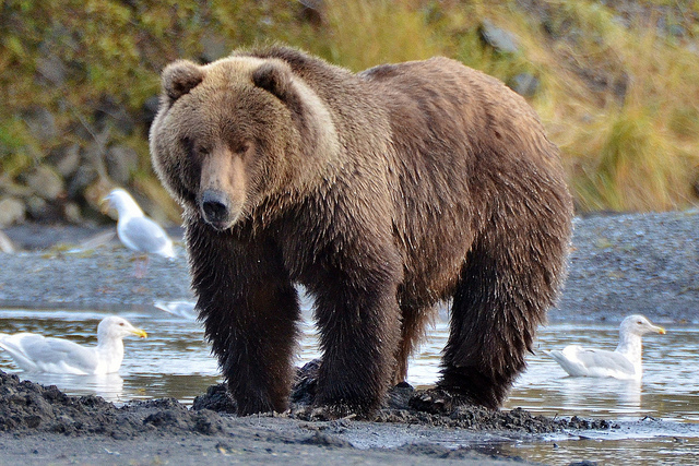 (Not the same bear but he was this big.)