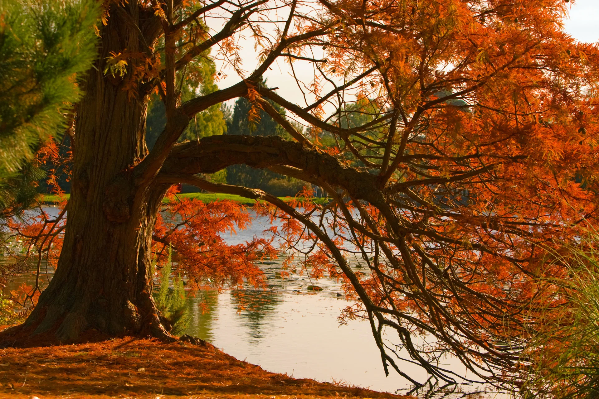 autumn-colors.jpg