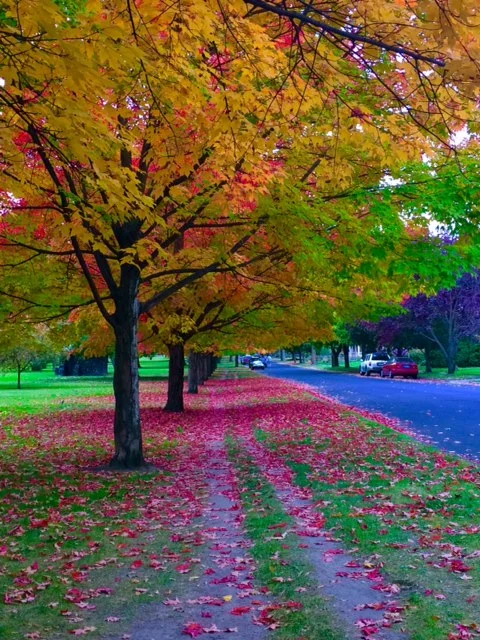 autumn colors-mine.jpg