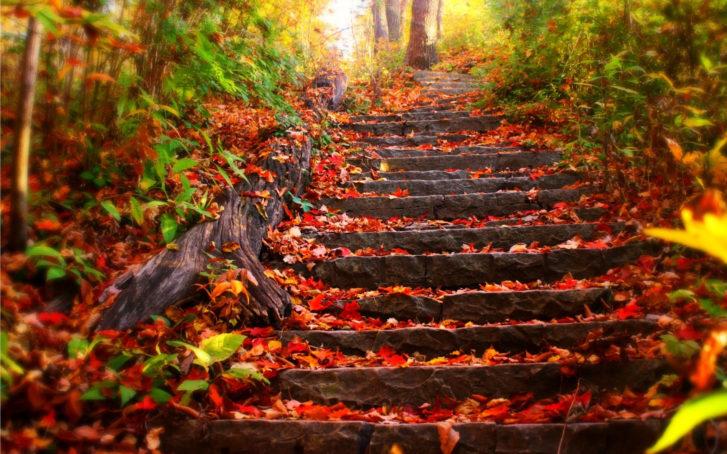 stone steps with autumn leaves.jpg