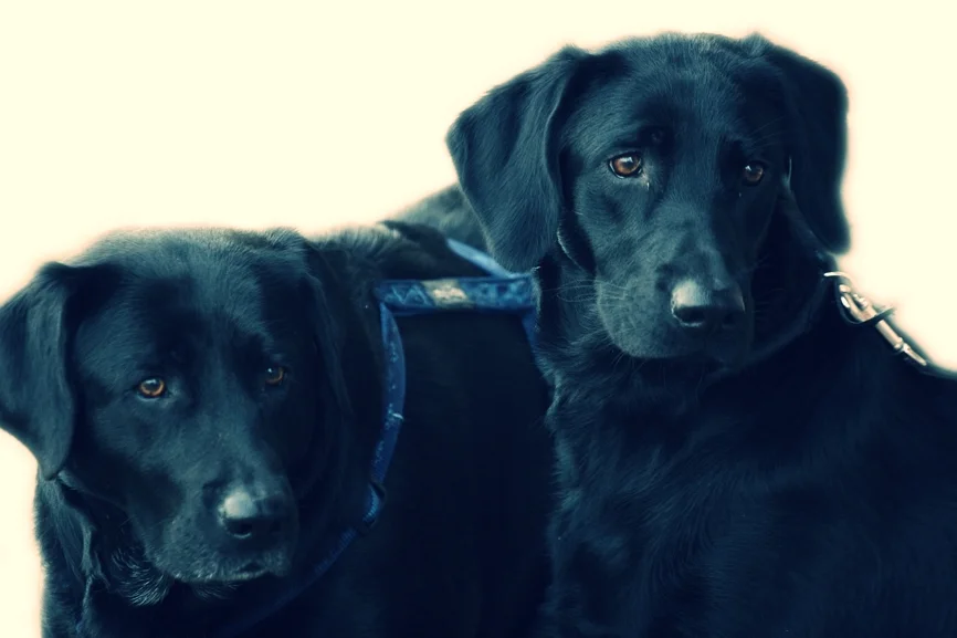 two black labs.jpg