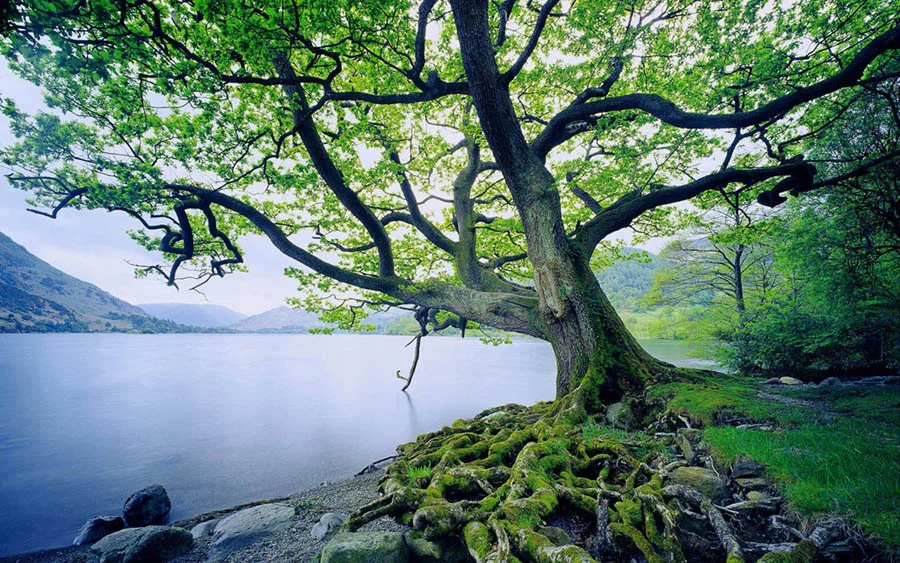 beautiful tree--easter uproot.jpg