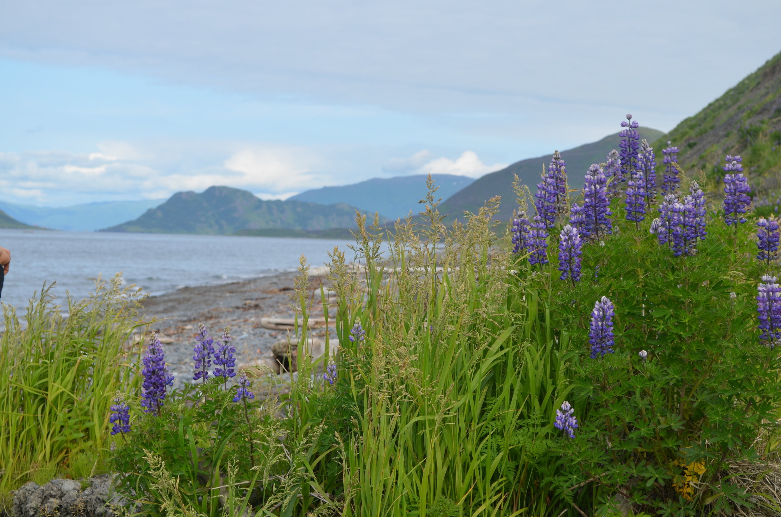 DSC_1118.JPG