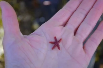 bloodstar in hand.jpeg