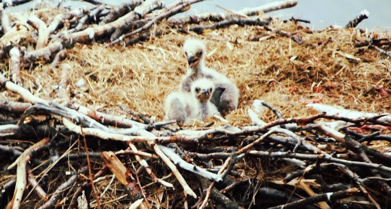 eaglets--cute.jpeg