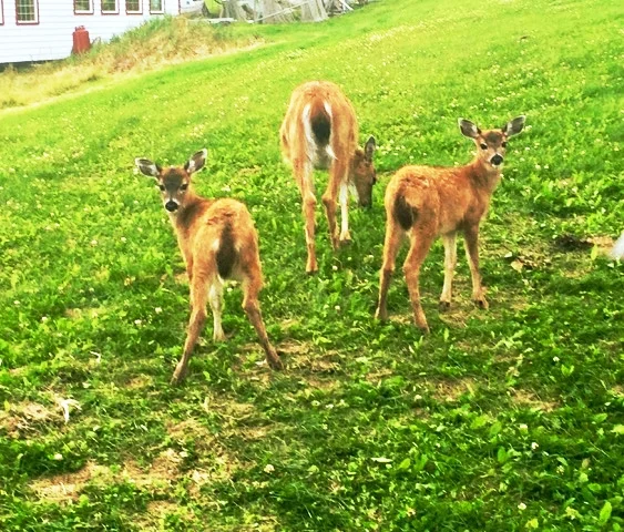 2 fawns on grass.jpeg