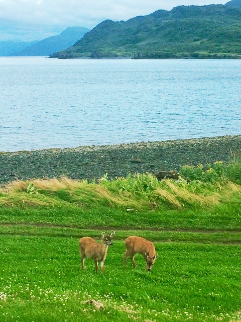 2 fawns on grass with Uyak mountains.jpeg