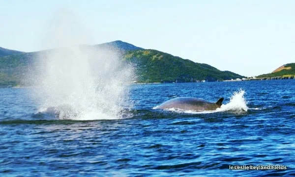 2 whales.jpg