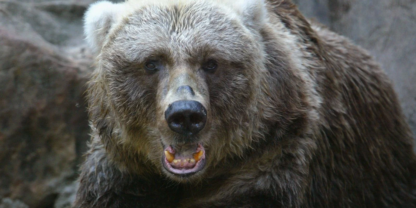Kodiak bear.jpg