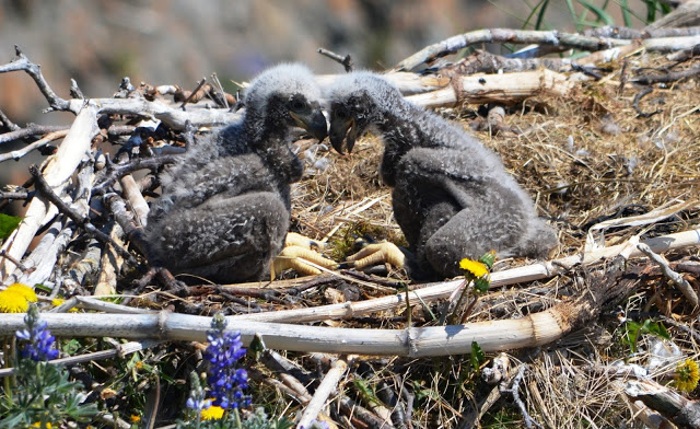 eaglets head to head--sweet.jpeg