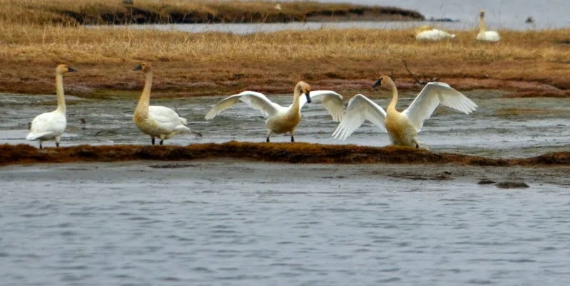 trumpeter swans.jpeg