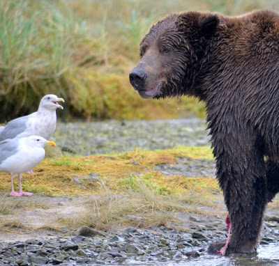 bear satisfied--with gull in front of him smiling.jpeg