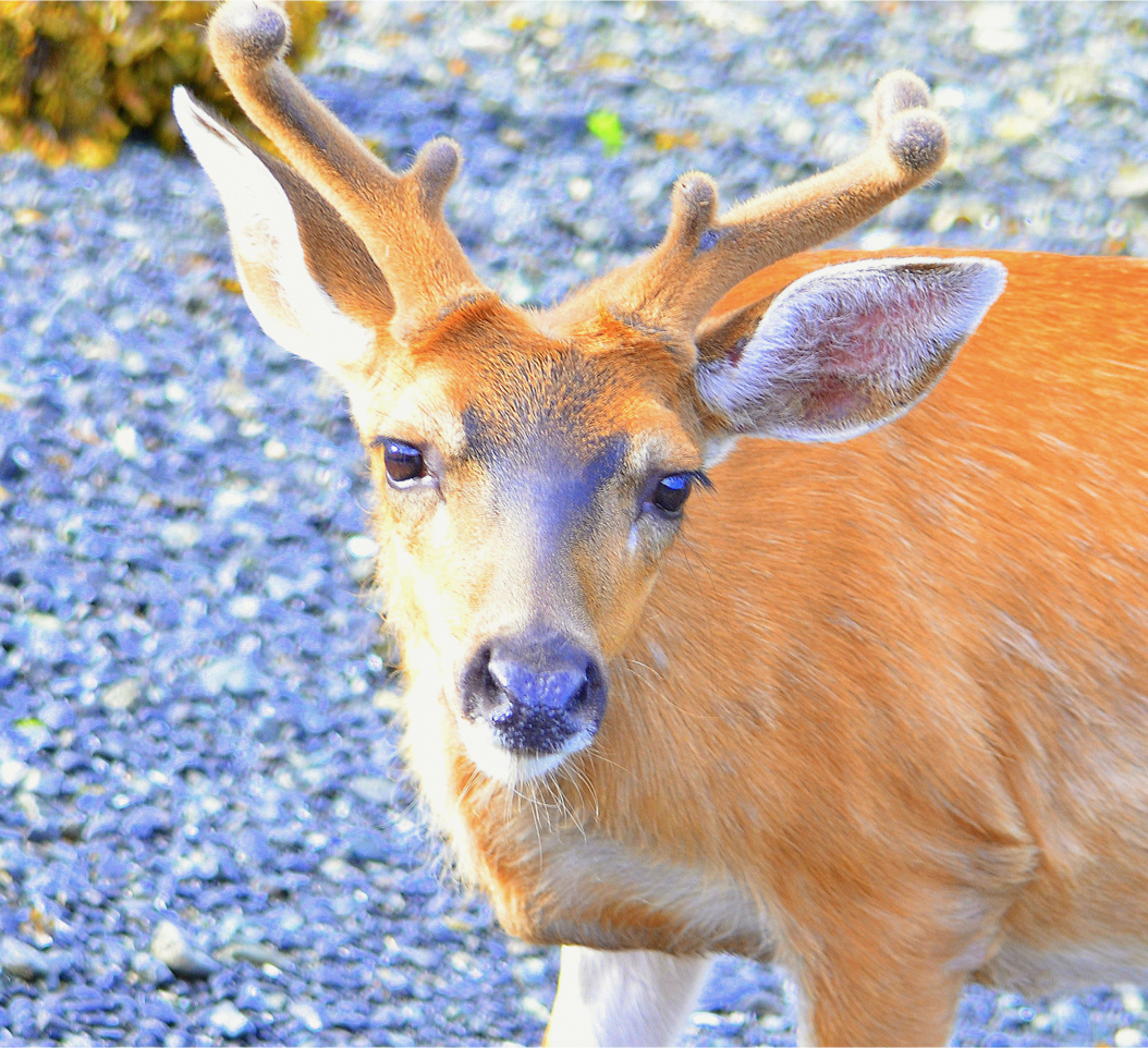 deer face super closeup.png