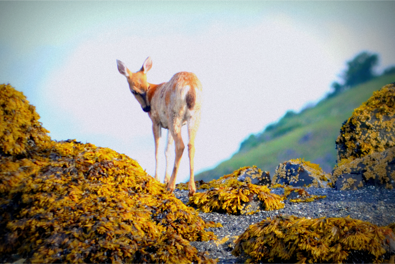 Fawn on kelpy rock.png