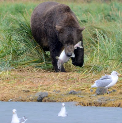 bear eating salmon.jpeg