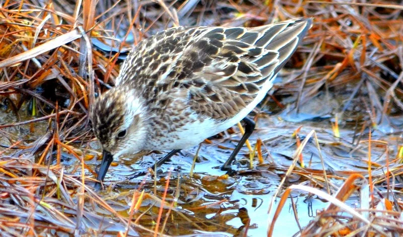 tiny shorebird feeding.jpeg