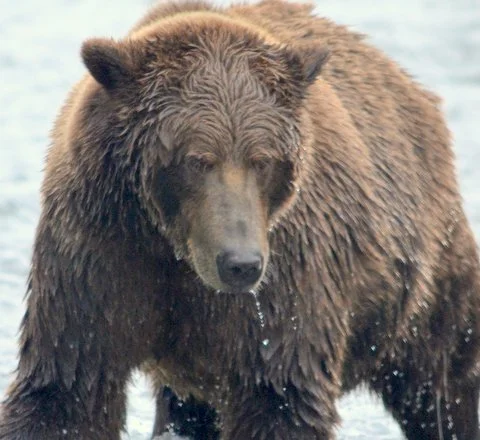 closeup of bear--looking down--good!.jpeg