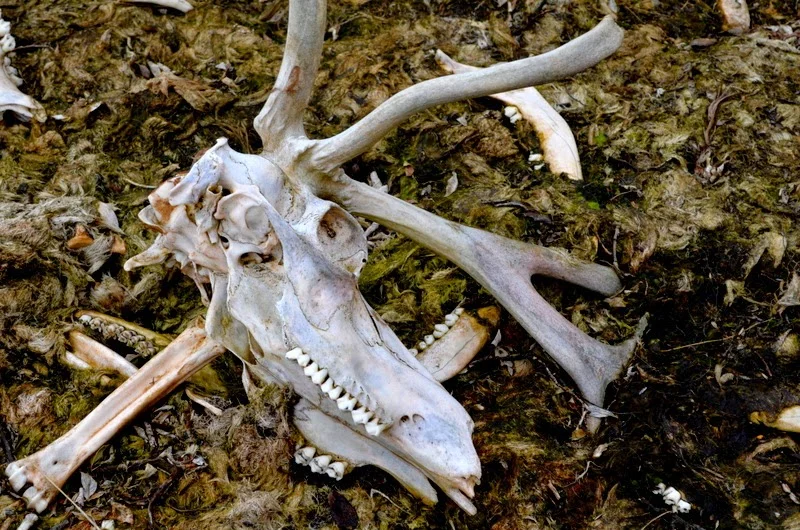 elk skull.jpeg