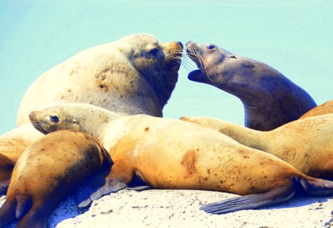 Sealions fighting.JPG