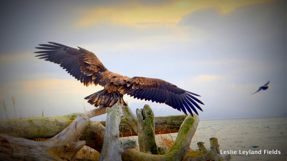 eagle taking of into pretty sky.jpeg
