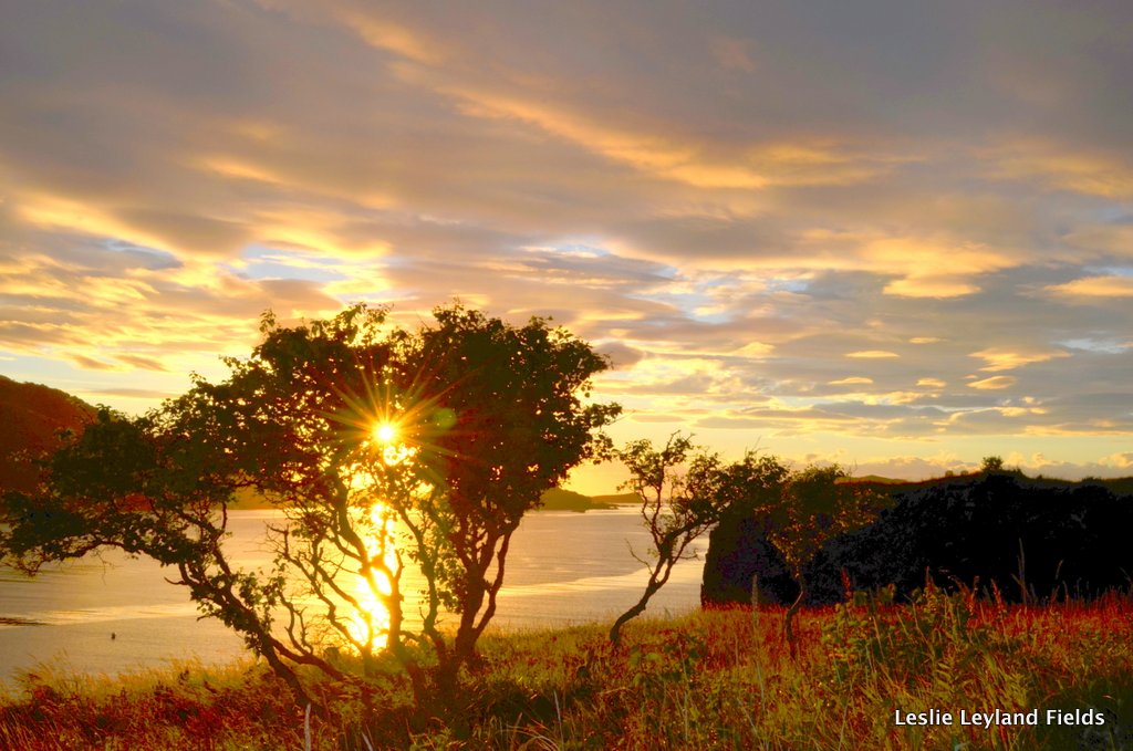Harvester tree in gorgeous sunset.jpeg