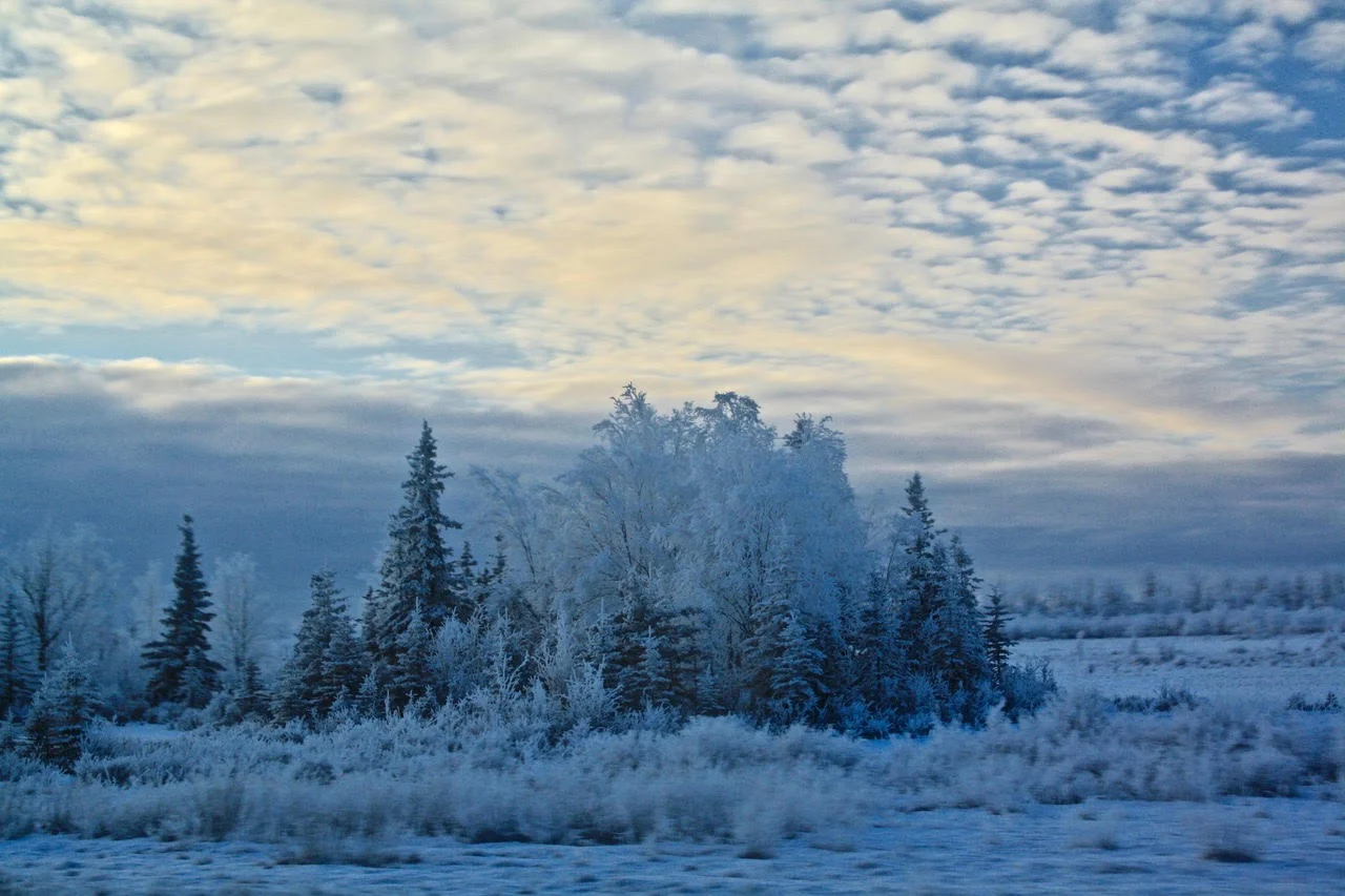 day 7--rimed trees+corduroy clouds.jpg