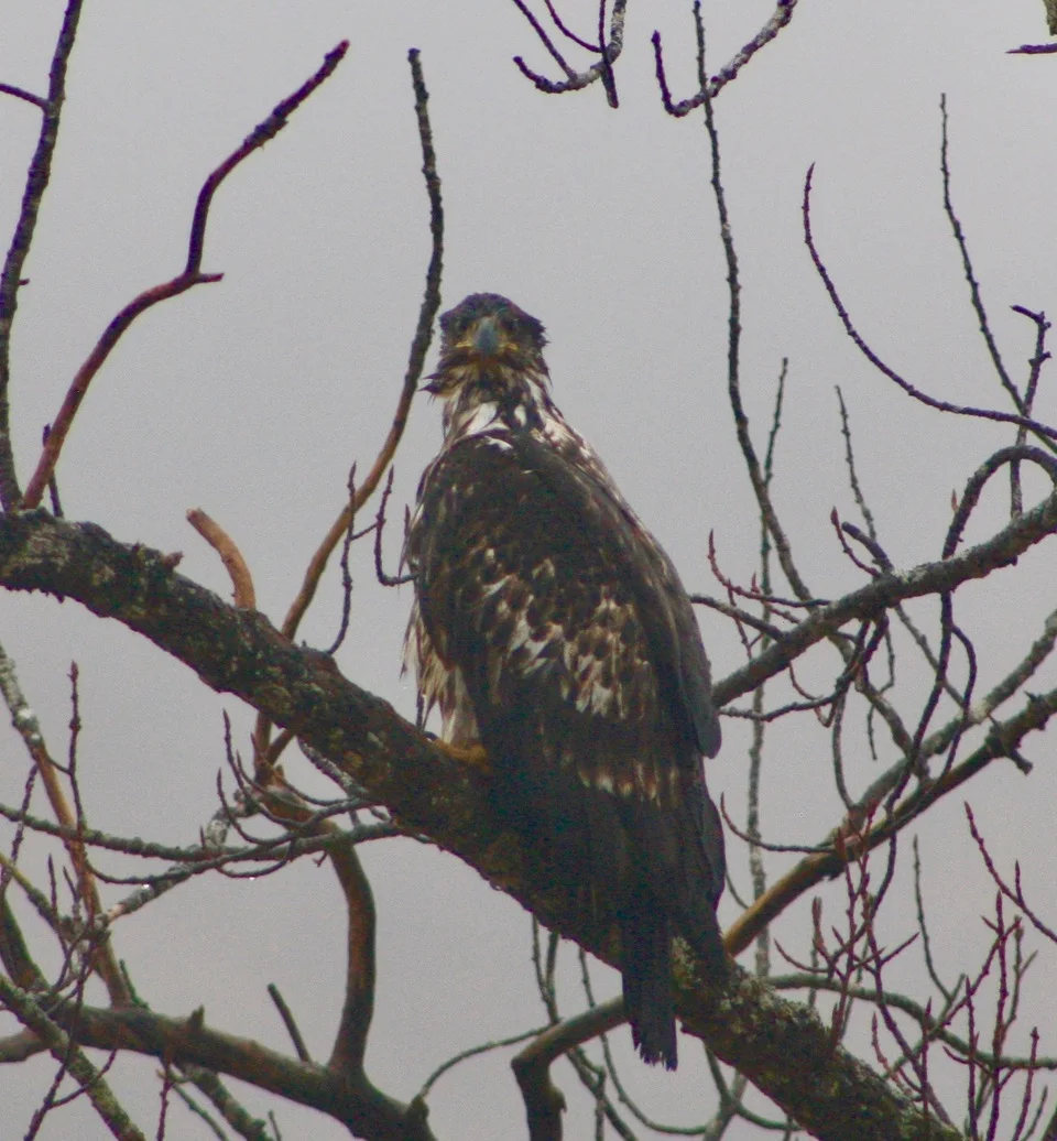 immature bald eagle closeup.jpeg