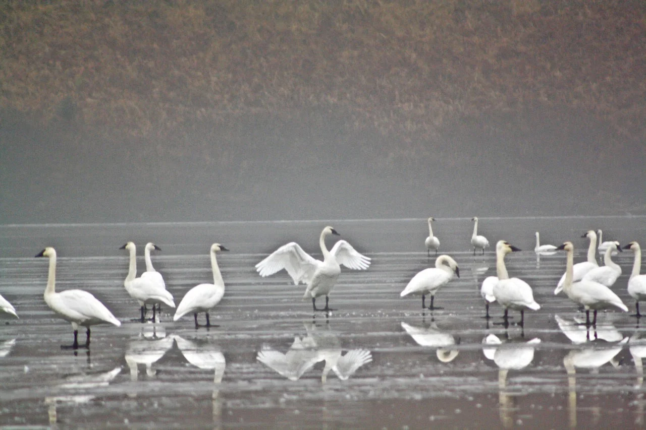 swans--group-1 with wings.jpg