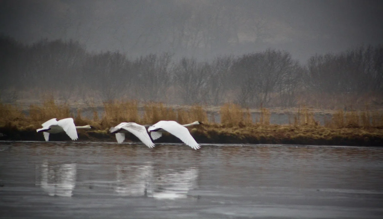 swans just above water.jpg
