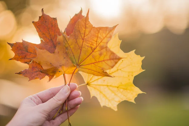 hand-holding-yellow-maple-leaves-autumn-sunny-background-hand-holding-yellow-maple-leaf-blurred-autumn-trees-background-autumn-concept-selective-focus_1391-251.jpg