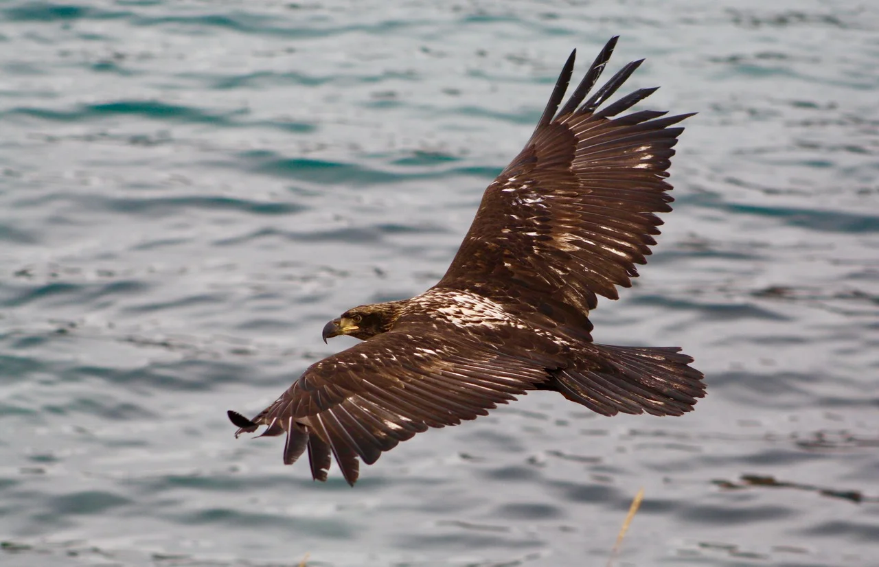 immature bald eagle over water.jpg