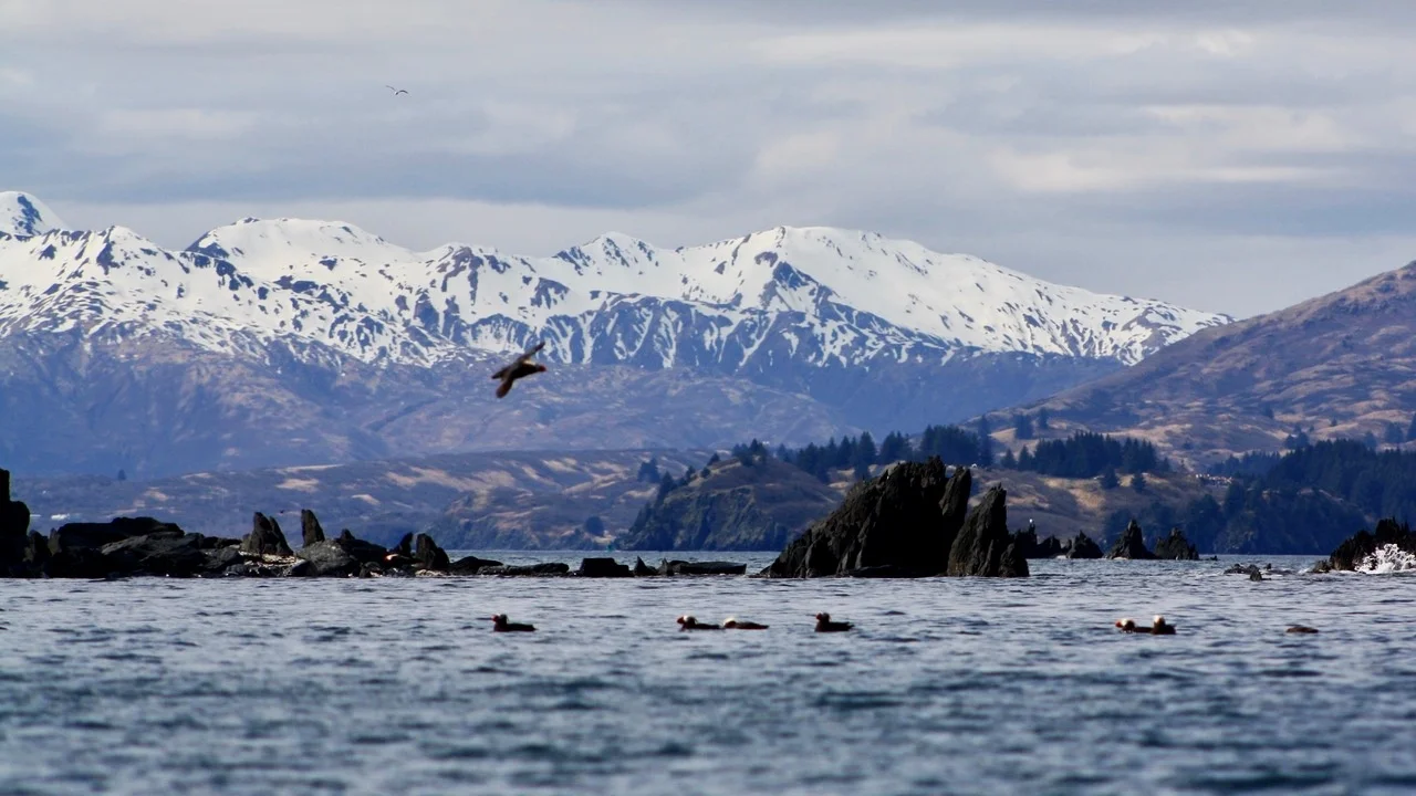 Kodiak+scene--snow%2C+mountains%2C+puffins.jpg