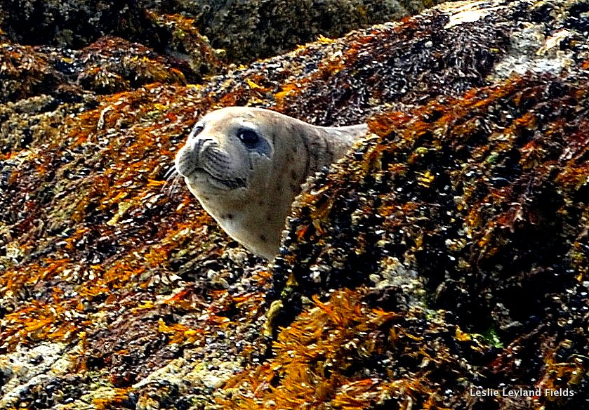 seal--looking around rock-mine.jpeg