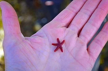 bloodstar+in+hand.jpg