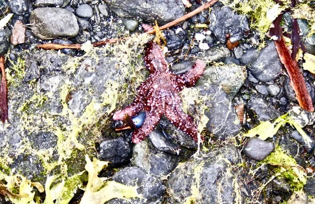 starfish.jpeg